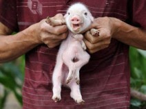 5 Animais que nasceram com partes extras no corpo