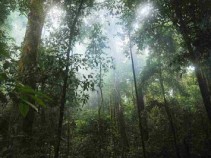Florestas tropicais perdem capacidade de absorver carbono