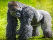 Gorila ultrapassa portas de segurana e ataca tratadora de animais