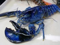 5 Curiosidades sobre a rarssima lagosta azul