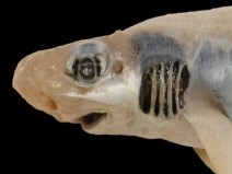 Tubaro sem pele e dentes  descoberto no Mar Mediterrneo