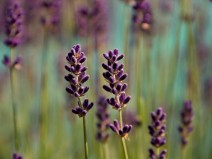 O Jardim de ervas - Parte #1