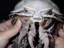 Inseto gigante  encontrado no litoral da Indonsia