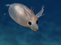 Cientistas encontram lula que parece um leito Veja vdeo