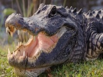 Jacar ancestral deixou 46 marcas de mordida em perna de preguia