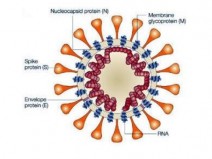 O que a pandemia do Corona v�rus (Covid-19) nos ensina