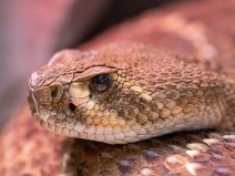 Qual  a funo da fosseta loreal nas cobras venenosas?