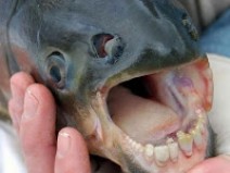 10 Animais incr�veis que possuem possess�es humanas secretamente