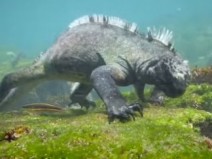 Iguana gigante  avistada nadando em praia na Ilha de Galpagos