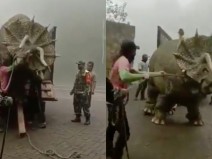Vdeo mostra um tricertops sendo retirado de um caminho! Ser verdade? 