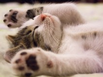 Comprar no Aliexpress - O tema  Gato