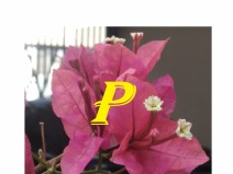 Inclus�o Ampliada de quest�es hist�ricas 