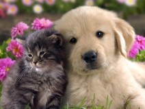 C�es e gatos podem contrair coronav�rus?