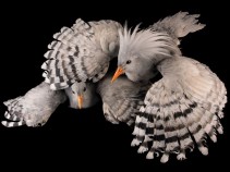 Os �ltimos animais do mundo