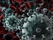 Quanto tempo os coronav�rus resistem nas superf�cies e como inativ�-los