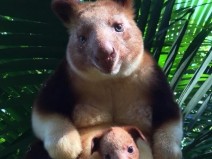 10 animais que talvez voc nem sabia que existiam no mundo