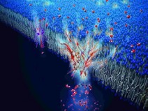 Cientistas criam sistema de filtragem de �gua inspirado no corpo humano