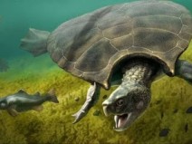 Descobertos f�sseis de tartaruga do tamanho de um carro