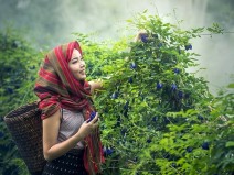 5 alimentos e ervas naturais para substituir os antibiticos