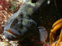 Peixe vegetariano pode ser alternativa � carne