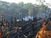 E se a floresta amaz�nica fosse completamente destru�da?