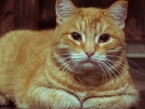 Porque dizem que os gatos tem 7 vidas?