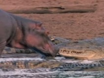 Sem no��o de perigo beb� hipop�tamo brinca com crocodilo
