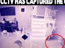 C�mera de seguran�a filma fantasma com um animal de estima��o