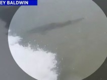 Surfista � cercada por tubar�es em praia na Fl�rida