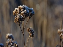 Conhe�a um pouco mais sobre a erva Milef�lio