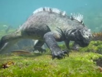 Iguana gigante � avistada nadando em praia na Ilha de Gal�pagos