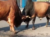 A incr�vel batalha entre dois touros na �ndia