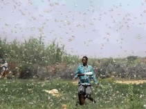 Maior praga de gafanhotos das ultimas d�cadas afeta �frica Oriental