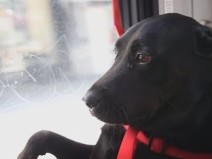 Cachorro entra em �nibus todos os dias para ir brincar no parque