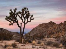 Esta planta estranha atrai milhes de turistas todos os anos