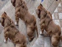 10 C�es Mais Mortais do Mundo