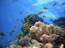 Quase todos os recifes de coral morrer�o nos pr�ximos 20 anos