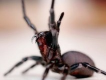 Top 10 das aranhas mais venenosas do mundo
