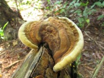 Outros tipos de cogumelos