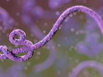 Estrat�gia usada na vacina contra o �bola pode ser aplicada para o novo coronav�rus