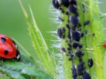 Como fazer inseticida com sab�o azul e branco