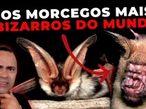 5 MORCEGOS MAIS BIZARROS DO MUNDO !!